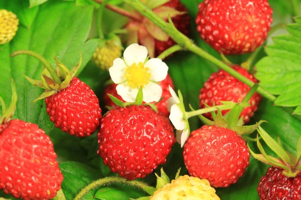 Wild strawberry group — Stock Photo, Image