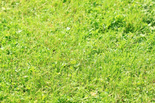 Grass in garden — Stock Photo, Image