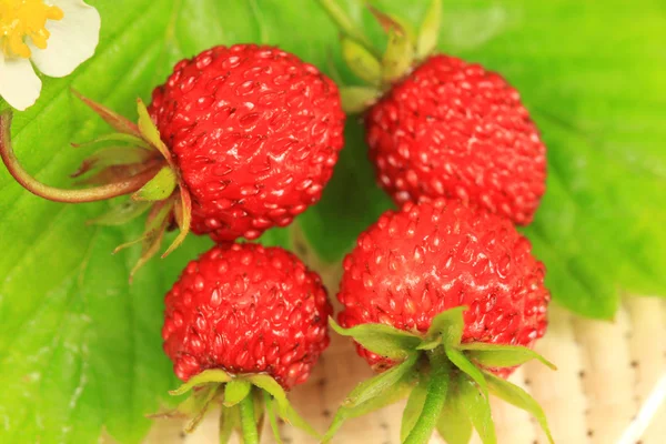 Wild strawberry makro — Stockfoto
