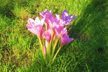 sonbahar Çiğdem çiçek