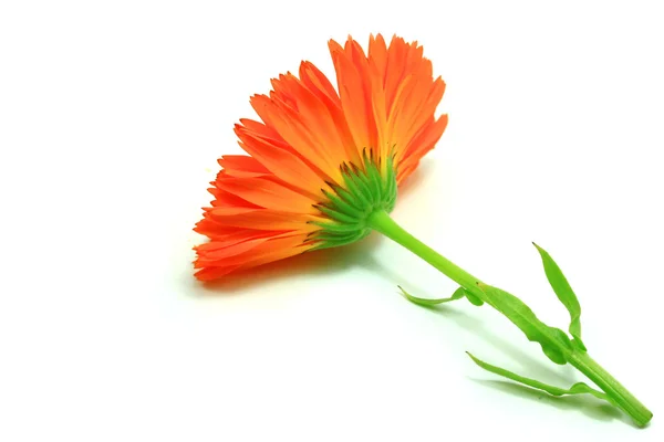 Calêndula flor de laranja — Fotografia de Stock