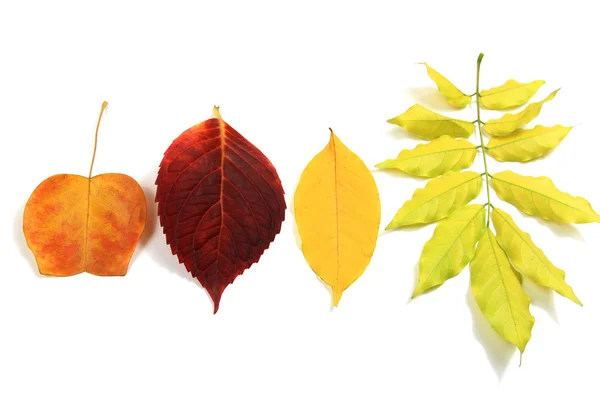 Autumn leaves set — Stock Photo, Image