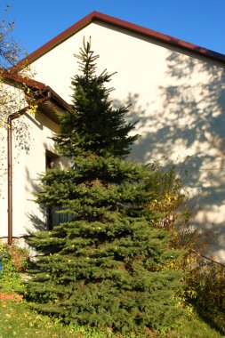 evin önünde Noel ağacı