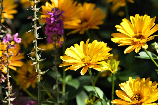 Jesienne kwiaty — Zdjęcie stockowe