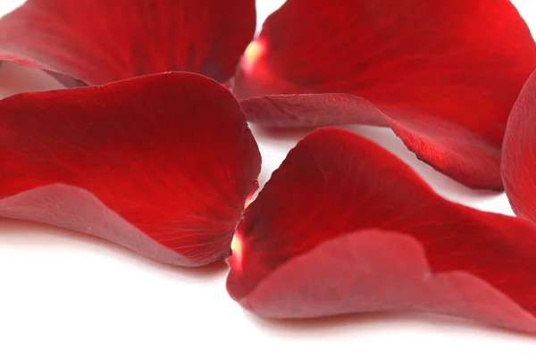 Närbild av röda rosenblad — Stockfoto