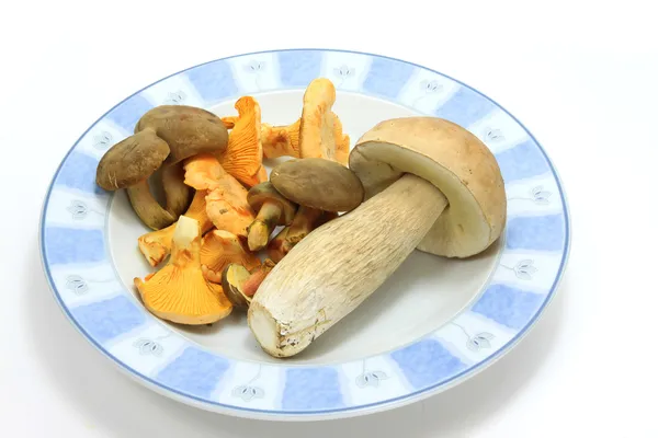 Mushroom on plate — Stock Photo, Image