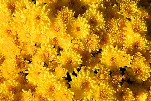 Žlutá chryzantéma pozadí — Stock fotografie