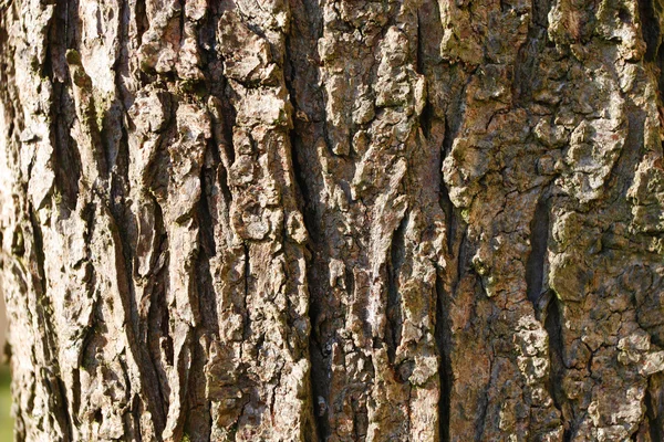 Kabuk dokusu — Stok fotoğraf