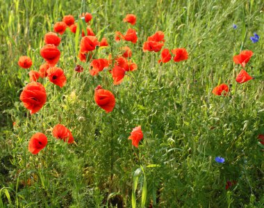 haşhaş çiçekleri