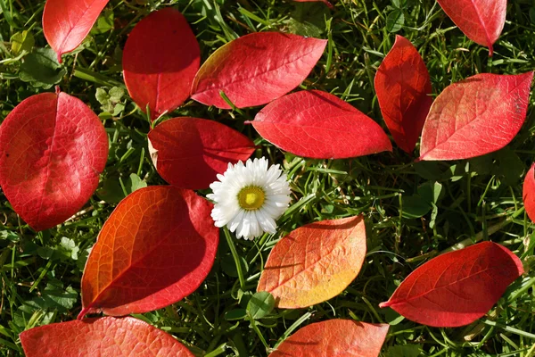 Hojas de otoño —  Fotos de Stock