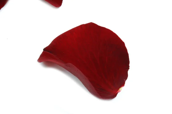 Rose petal — Stock Photo, Image