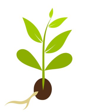 Little plant growing from seed clipart