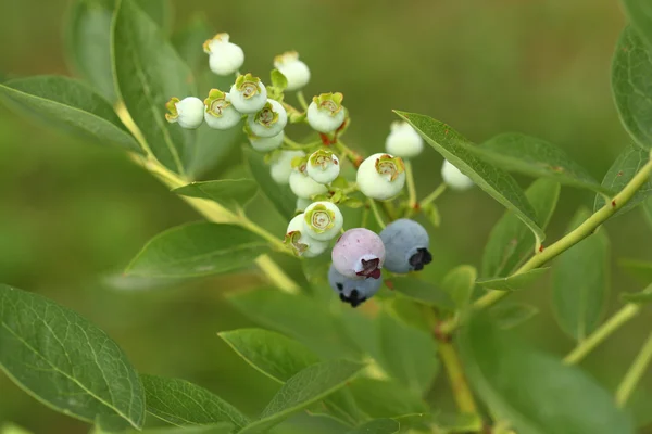 蓝莓灌木 — 图库照片