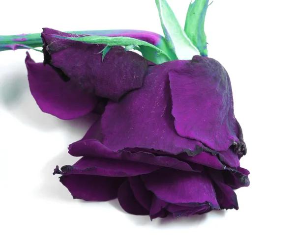 Purple rose — Stock Photo, Image