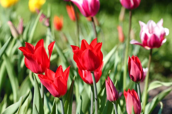 Tulips flowers — Stock Photo, Image