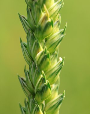 tahıl kulak yakın çekim