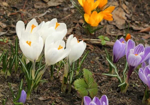 Krokusblüten — Stockfoto