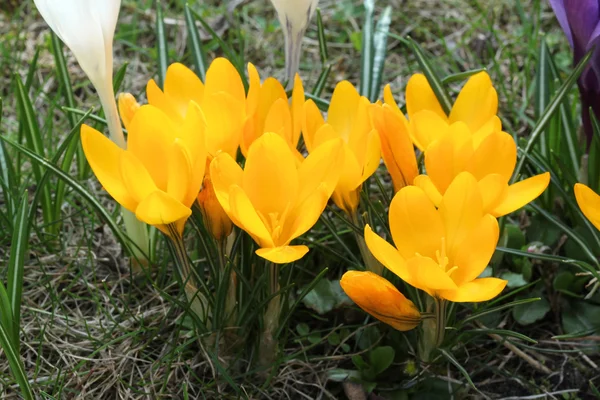 Yellow crocus — Stock Photo, Image