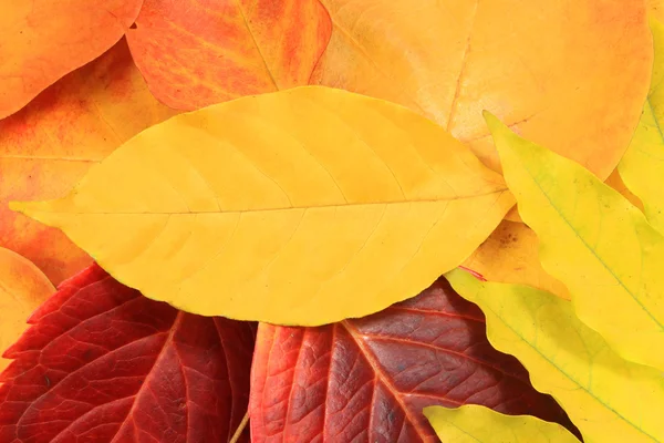 Herbstblätter — Stockfoto