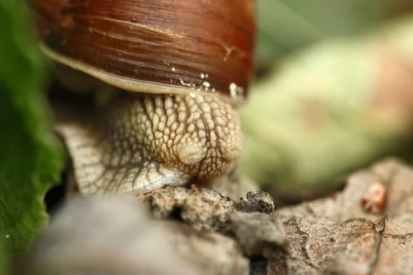 Caracol — Fotografia de Stock