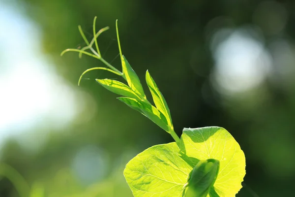 Planta primavera — Fotografia de Stock