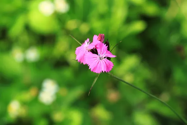 Dianthus. — Foto de Stock