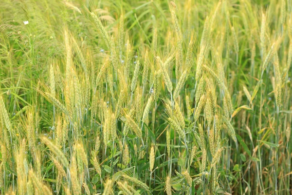 Field of rye — Stock Photo, Image