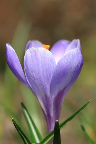 番红花花 — 图库照片