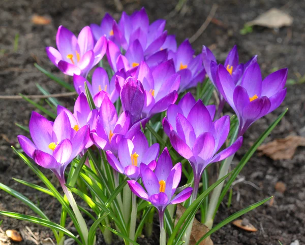 Crocus — Stock Photo, Image