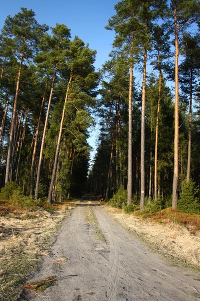 Waldweg — Stockfoto