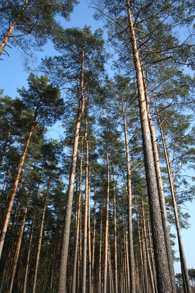 Floresta — Fotografia de Stock