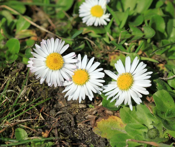 Gänseblümchen — Stockfoto