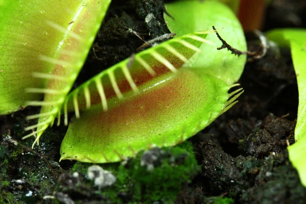 Venus flytrap — Stock Photo, Image