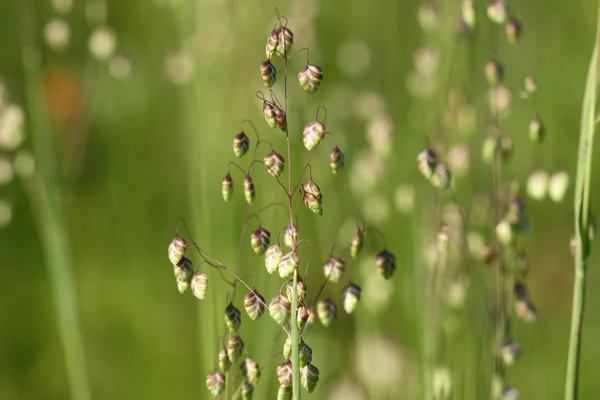 Grass flower — Stock Photo, Image