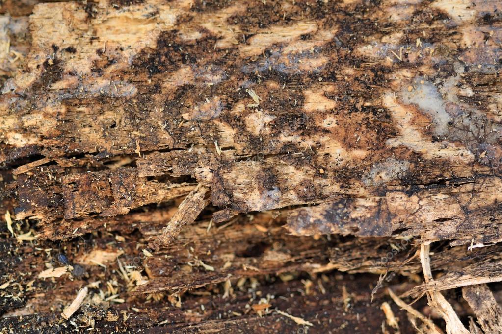Rotting wood — Stock Photo © Studiobarcelona 32592947