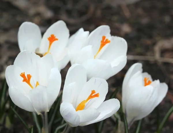 Spring crocuses — Stock Photo, Image