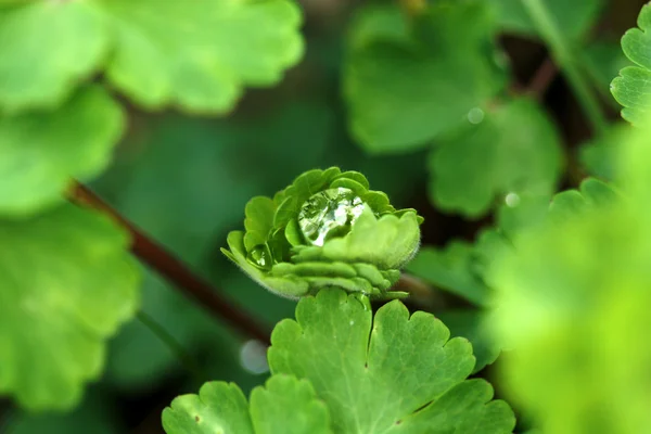 Зеленые листья и капли — стоковое фото