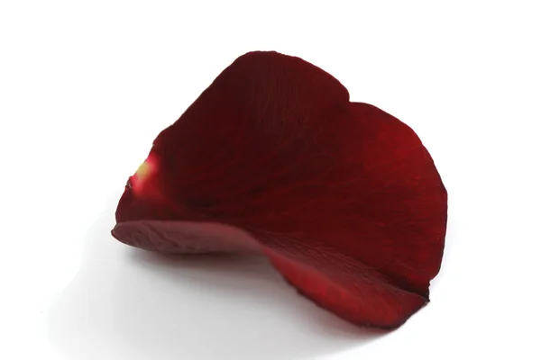 Kırmızı gül yaprağı — Stok fotoğraf