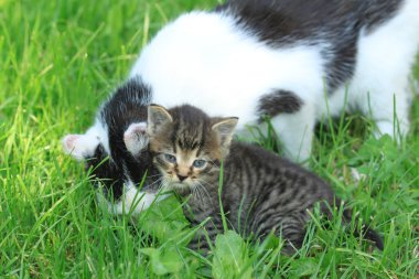 Anne ile yavru kedi