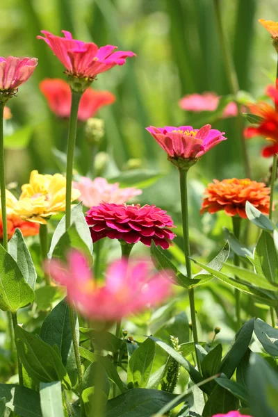 Flores coloridas — Fotografia de Stock