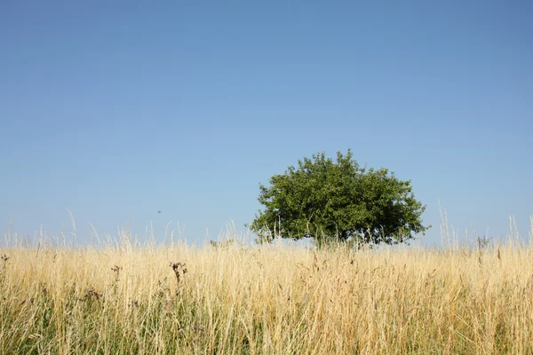 Träd — Stockfoto