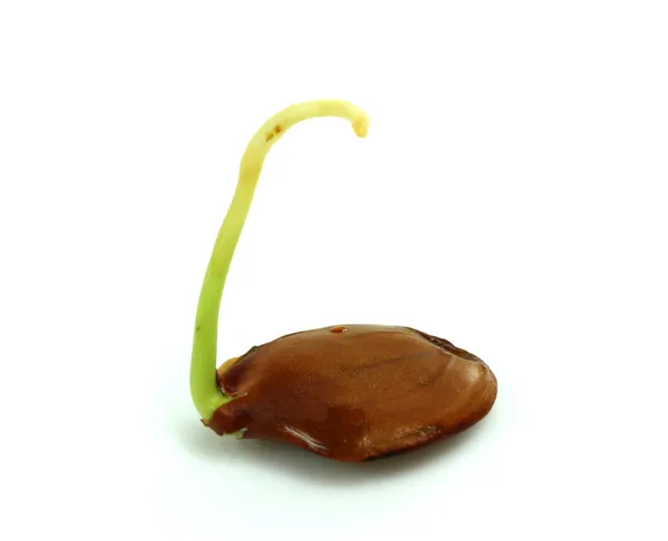 Seed germinating — Stock Photo, Image