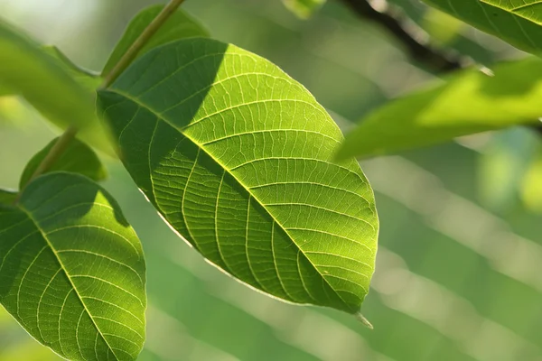 Blad i solen — Stockfoto