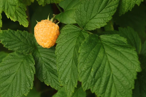 Yellow raspberry — Stock Photo, Image