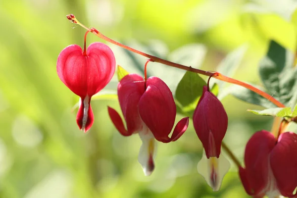 Planta del corazón — Foto de Stock