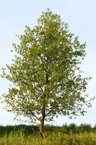 Árvore de álamo — Fotografia de Stock