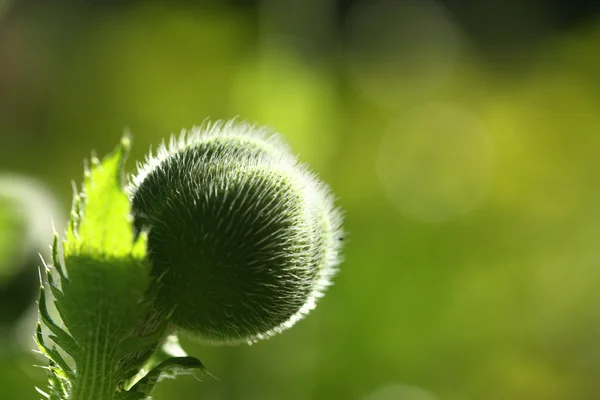 Flower bud — Stock Photo, Image