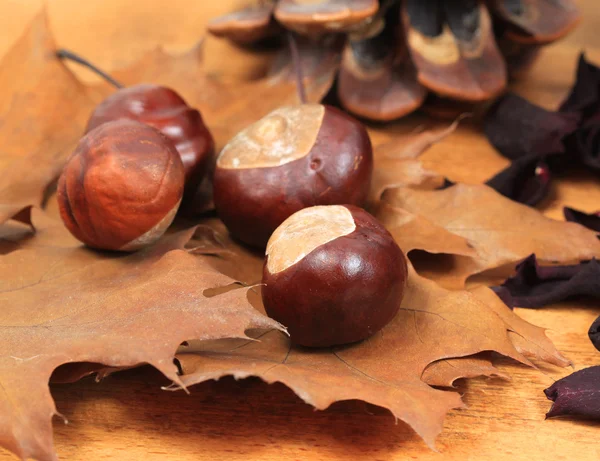 Autumnal chestnut — Stock Photo, Image