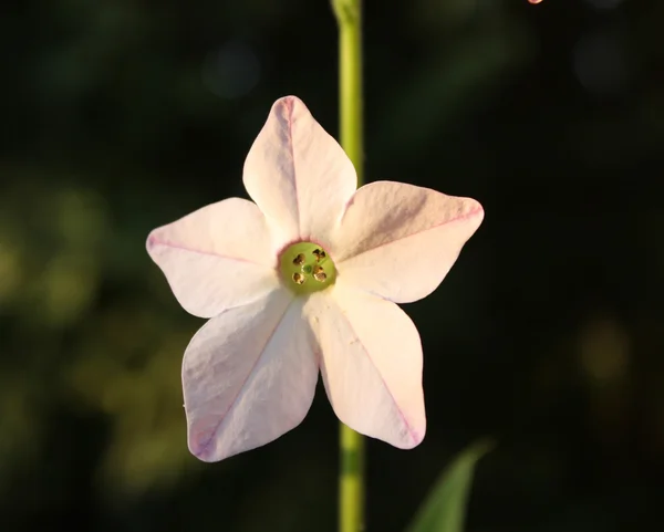 Flor —  Fotos de Stock