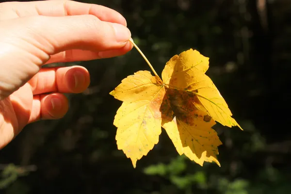 Autumn leaf and hand — Stock Photo, Image